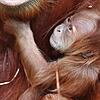Nachwuchs im Zoo Zürich: Orang-Utan-Baby Utu im Arm ihrer Mama Cahaya.