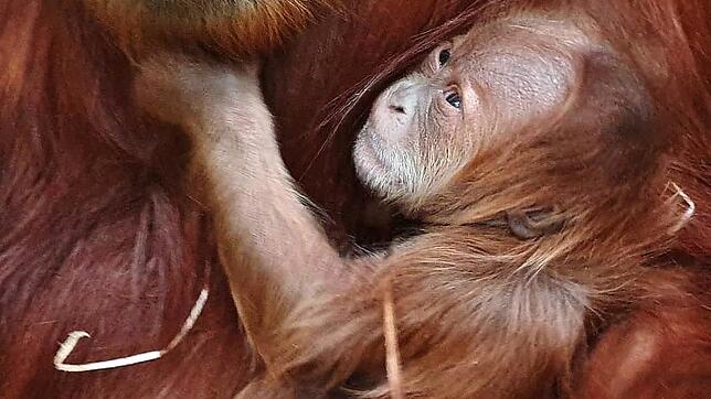 Nachwuchs im Zoo Zürich: Orang-Utan-Baby Utu im Arm ihrer Mama Cahaya.