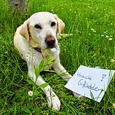 Labrador-Mischlingsdame Hela hat noch keinen Giftköder gefressen.