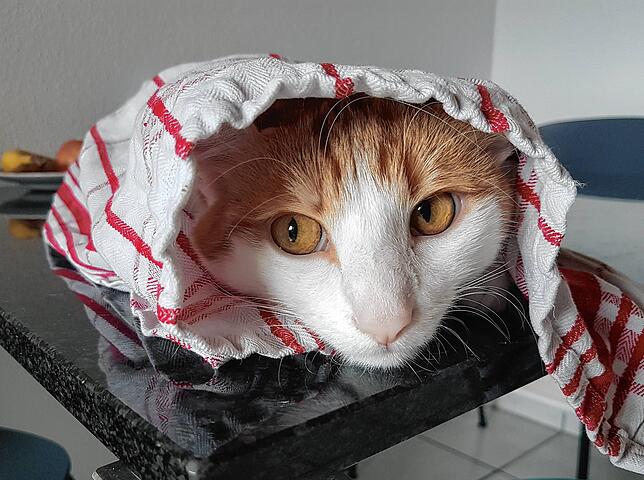 Kater Muckel.