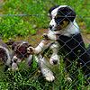 Diese Welpen sind gerade einmal achteinhalb Wochen alt. Sie sind auf dem Gelände des Hundevereins, um sich an andere Hunde und Menschen ...