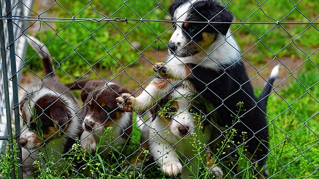 Diese Welpen sind gerade einmal achteinhalb Wochen alt. Sie sind auf dem Gelände des Hundevereins, um sich an andere Hunde und Menschen ...