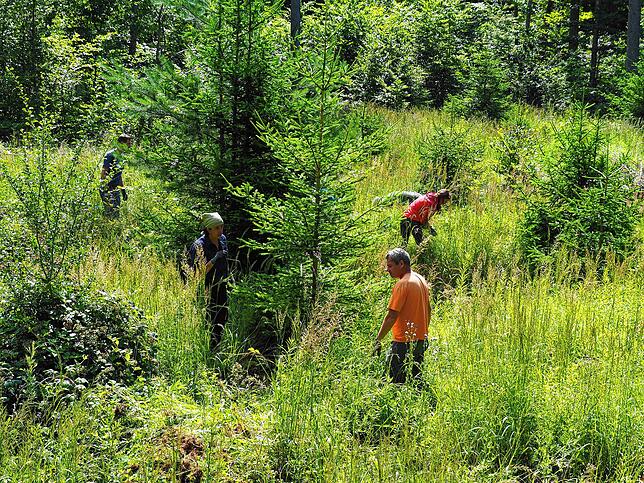 Das Wildkatzenbiotop in Jestetten: Hier pflegt ein Trupp Freiwilliger im Auftrag des Regionalen Naturparks Schaffhausen den Lebensraum ...