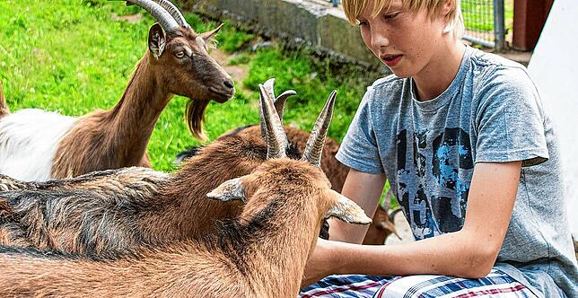 Füttern, streicheln, Tiere beobachten – dazu gibt es im Streichelzoo beim Gasthaus „Tannenmühle“ wirklich jede Menge Gelegenheit.