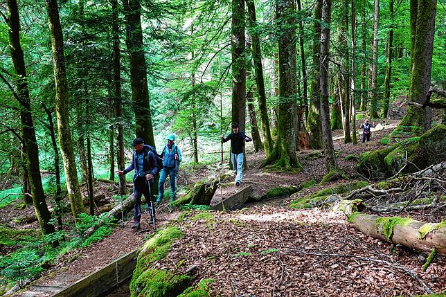 Bild 7: 180 Teilnehmer beim 42-Kilometer-Wandermarathon: Das sind die Bilder