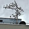 Dutzende Tauben bevölkern eine Antenne auf dem Dach des Post-Gebäuedkomplexes in Singen. Von hier aus starten die Vögel zur ...