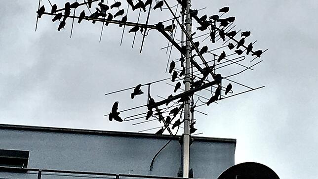 Dutzende Tauben bevölkern eine Antenne auf dem Dach des Post-Gebäuedkomplexes in Singen. Von hier aus starten die Vögel zur ...