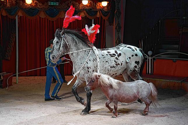 Pferd und Pony. Zu sehen im Circus Alessio.