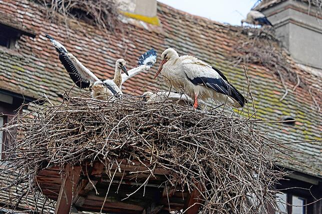 Die Storchenküken sind bereits einige Wochen alt und machen erste Flatterversuche im Horst.