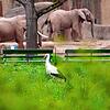 (Symbolbild) Ein Storch steht Mitte März 2025 auf einer Wiese vor dem Elefantengehege im Basler Zoo.