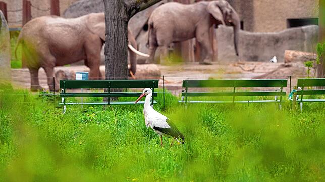 (Symbolbild) Ein Storch steht Mitte März 2025 auf einer Wiese vor dem Elefantengehege im Basler Zoo.