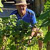 Gartenexperte Edgar Koller hat den Johannisbeerstrauch ausgelichtet. Er ist besser durchlüftet und die Gefahr von Pilzkrankheiten an ...