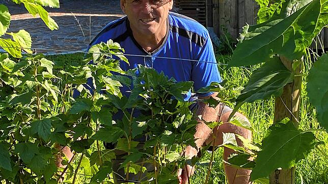 Gartenexperte Edgar Koller hat den Johannisbeerstrauch ausgelichtet. Er ist besser durchlüftet und die Gefahr von Pilzkrankheiten an ...