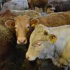 Die Bioweiderinder sind so gefragt wie nie. Im Freilaufgehege, wie hier von Landwirt Peter Gottstein in Strittmatt, wachsen sie mit ...