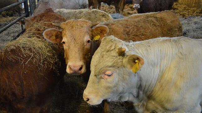 Die Bioweiderinder sind so gefragt wie nie. Im Freilaufgehege, wie hier von Landwirt Peter Gottstein in Strittmatt, wachsen sie mit ...