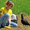 Nach drei Jahren zurück am Bodensee: Waldrapp &bdquo;Zoppo&ldquo; kennt seine Ziehmutter Anna-Gabriela Schmalstieg nach wie vor, die ihn ...