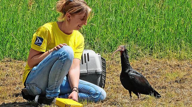 Nach drei Jahren zurück am Bodensee: Waldrapp &bdquo;Zoppo&ldquo; kennt seine Ziehmutter Anna-Gabriela Schmalstieg nach wie vor, die ihn ...