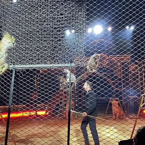 Circus Krone