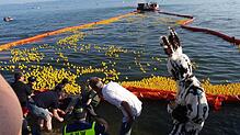 Der Seehas beim "Entenrennen" des Lions-Clubs bei der Freitreppe der Friedrichshafener Uferpromenade. 5000 Quietscheentchen sind ins ...