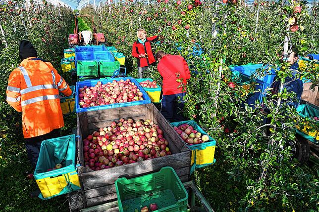 Ernte auf einer Obstplantage in Ettenkirch bei Friedrichshafen. Am Bodensee fiel die Ernte trotz des vielen Regens durchschnittlich aus.