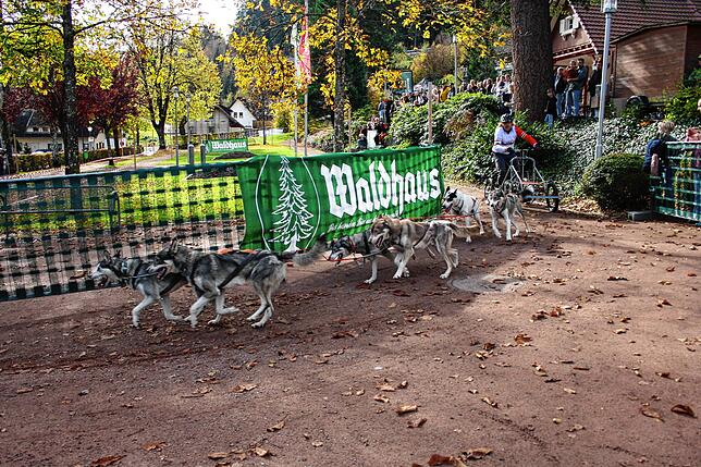 Bild 3: Bilder vom Schlittenhundewagenrennen in Todtmoos