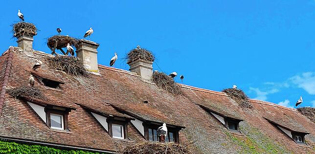 Der Mendlishauser Hof am Affenberg hat geholfen, die Störche im Land zu retten.