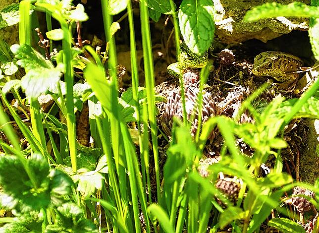Wer seinen Garten naturnah gestaltet, mit einheimischen Pflanzen, Steinen und Altholz, kann sich über tierische Besucher wie dieses ...