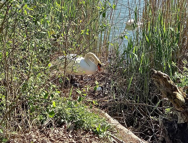 Die Schwanenmutter begutachtet das neue Ei. Der Vater ist derweil im Rhein kopfunter auf Futtersuche.