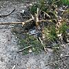 Aus Ästen aus dem Wald ist hier an der Schutzhütte im Osterholz ein Feuer gelegt worden. Bei der aktuellen Dürre kann so etwas einen ...