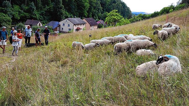 Die Beweidung von Steilhängen in Aach durch Schafe und Ziegen war das Thema einer Sommertour, zu der die Landtagsabgeordnete Dorothea ...