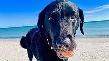 Hund Pia ist im Juli 2024 verstorben. Ihre Besitzerinnen Katharina Schauermann und Judith Wienecke sehen die Schuld bei einem US-Medikament.