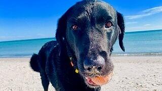 Hund Pia ist im Juli 2024 verstorben. Ihre Besitzerinnen Katharina Schauermann und Judith Wienecke sehen die Schuld bei einem US-Medikament.