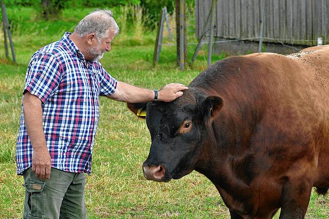 Ludwig Fadens Deutsch Angus Zuchtbulle wiegt eine Tonne.