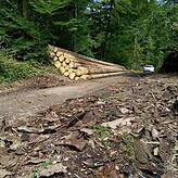 Beugenwald mit Polter und Rinden von geschlagenem Käferholz.
