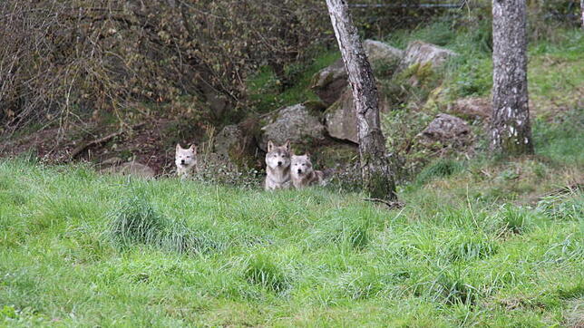 Bisher konnte man die Wölfe nur in Gehegen – wie hier im Löffinger Schwarzwaldpark – sehen. Jetzt wurde ein Wolf im Schwarzwald ...