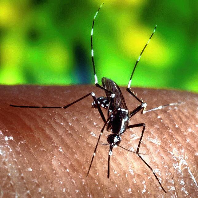 Eine Asiatische Tigermücke (Aedes albopictus) hat fünf weiße Ringen an den Hinterbeinen.