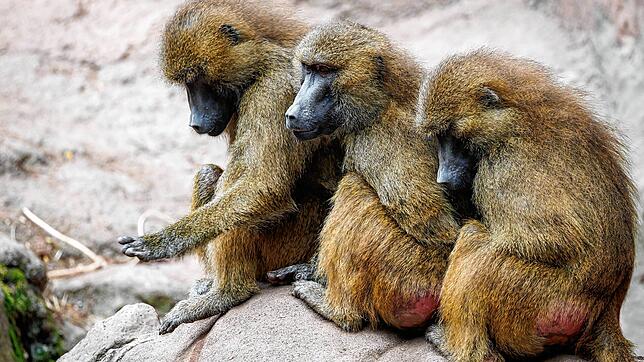 Bild : Trotz massiver Kritik - Tiergarten tötet gesunde Paviane