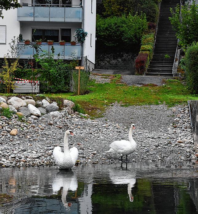 Schwäne scheinen sich im renaturierten Flachufer in Büsingen wohl zu fühlen.