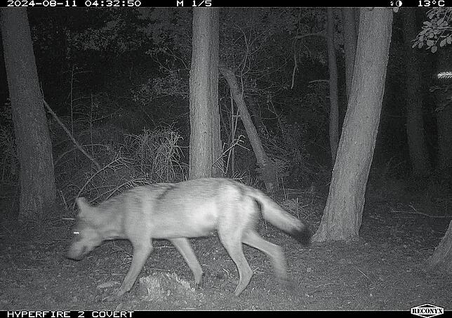 Eine Wildtierkamera der Forstlichen Versuchs- und Forschungsanstalt Baden-Württemberg (FVA) fotografiert am 11. August gegen 4.30 Uhr ...