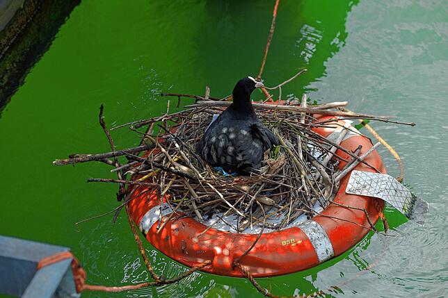 Geschützt vor Flut ist das Blässhuhn dank der schwimmenden Nisthilfe zwar, doch Abfall erreicht es auch hier. Zwischen Plastikstrohhalm ...