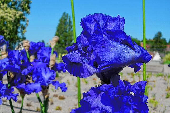 Diese schöne Iris trägt den Namen &bdquo;Mer du Sud&ldquo;.