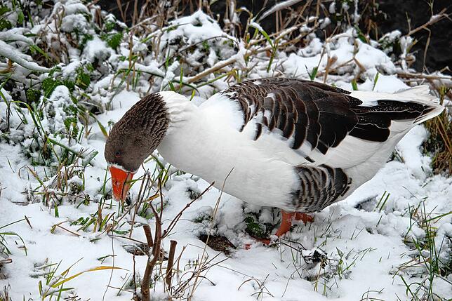 Im Winter in den Süden fliegen? Die Donaueschinger Stadtgänse überwintern lieber hier, fotografiert im Dezember 2022.