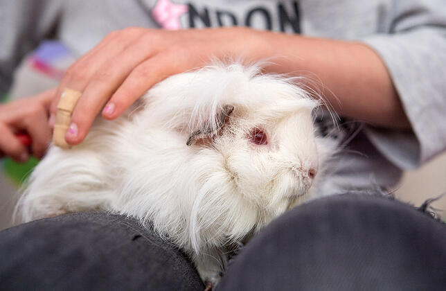 Meerschweinchen werden nicht gerne gestreichelt.
