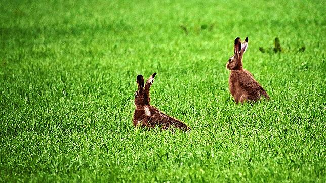 Der Osterhase schnuppert neugierig in die Morgensonne: Wie wohl das Osterwetter wird? Unser Bild entstand im Mai 2020 morgens bei Tannheim.