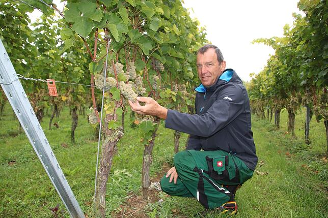 Christian Gromann beginnt auf seinem Weingut mit der Ernte von Heliostrauben.