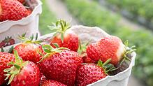 Erdbeeren sind in Deutschland sehr beliebt. Um den Bedarf zu decken werden die roten Früchte auch aus Spanien importiert.