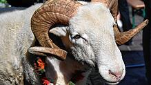 Markus der Traditionsbewusste war der Bock der 556. Waldshuter Chilbi. Am Samstag, 2. August, wird sein Nachfolger auf dem Johannisplatz ...
