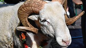 Markus der Traditionsbewusste war der Bock der 556. Waldshuter Chilbi. Am Samstag, 2. August, wird sein Nachfolger auf dem Johannisplatz ...