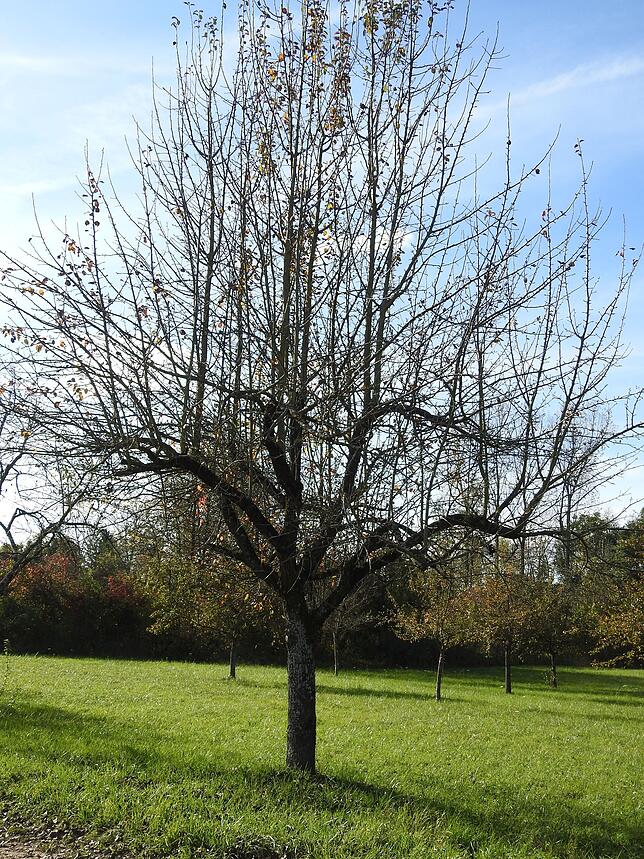 So sieht ein schlecht geschnittener Baum aus: Auf den ersten Blick gut gewachsen, zeigen sich bei diesem Baum schnell erhebliche ...