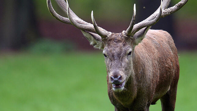 Wildtiere, wie dieser Hirsch, sollen am Hochrhein wieder mehr zusammenhängenden Lebensraum finden.